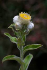 Fotografia da espécie Helichrysum foetidum