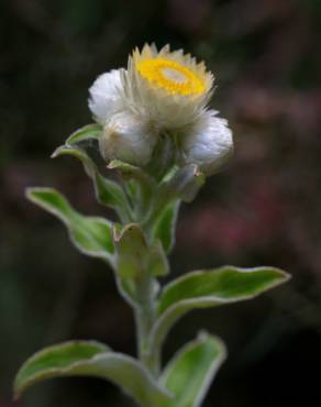 Fotografia 24 da espécie Helichrysum foetidum no Jardim Botânico UTAD