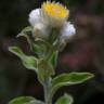 Fotografia 24 da espécie Helichrysum foetidum do Jardim Botânico UTAD
