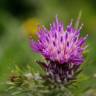 Fotografia 9 da espécie Carduus tenuiflorus do Jardim Botânico UTAD