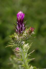 Fotografia da espécie Carduus tenuiflorus