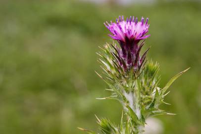 Fotografia da espécie Carduus tenuiflorus