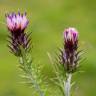 Fotografia 15 da espécie Carduus tenuiflorus do Jardim Botânico UTAD