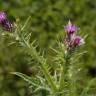 Fotografia 16 da espécie Carduus tenuiflorus do Jardim Botânico UTAD