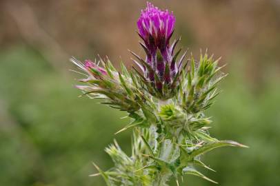 Fotografia da espécie Carduus tenuiflorus