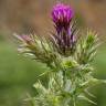 Fotografia 17 da espécie Carduus tenuiflorus do Jardim Botânico UTAD