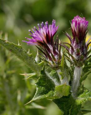 Fotografia 18 da espécie Carduus tenuiflorus no Jardim Botânico UTAD