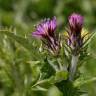 Fotografia 18 da espécie Carduus tenuiflorus do Jardim Botânico UTAD