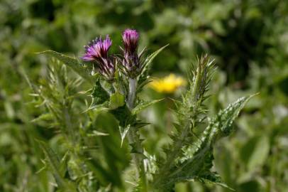 Fotografia da espécie Carduus tenuiflorus