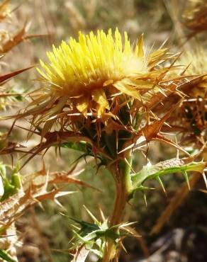 Fotografia 9 da espécie Carlina corymbosa no Jardim Botânico UTAD