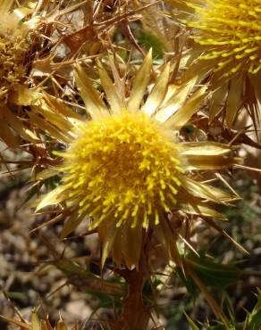 Fotografia 10 da espécie Carlina corymbosa no Jardim Botânico UTAD