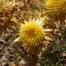 Fotografia 10 da espécie Carlina corymbosa do Jardim Botânico UTAD