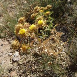 Fotografia da espécie Carlina corymbosa