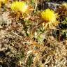 Fotografia 12 da espécie Carlina corymbosa do Jardim Botânico UTAD