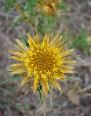 Fotografia 15 da espécie Carlina corymbosa no Jardim Botânico UTAD