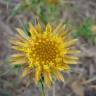 Fotografia 15 da espécie Carlina corymbosa do Jardim Botânico UTAD