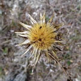 Fotografia da espécie Carlina corymbosa