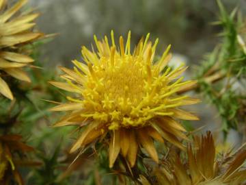 Fotografia da espécie Carlina corymbosa