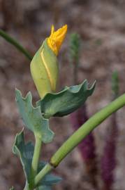 Fotografia da espécie Glaucium flavum