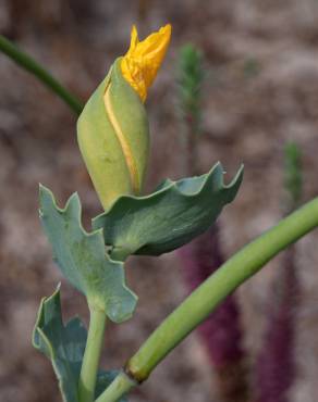 Fotografia 11 da espécie Glaucium flavum no Jardim Botânico UTAD