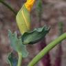 Fotografia 11 da espécie Glaucium flavum do Jardim Botânico UTAD