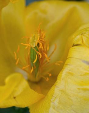 Fotografia 12 da espécie Glaucium flavum no Jardim Botânico UTAD