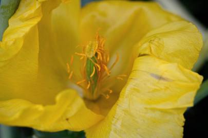 Fotografia da espécie Glaucium flavum