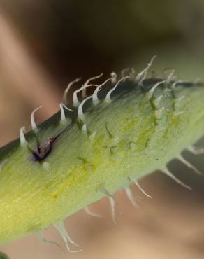 Fotografia 13 da espécie Glaucium flavum no Jardim Botânico UTAD