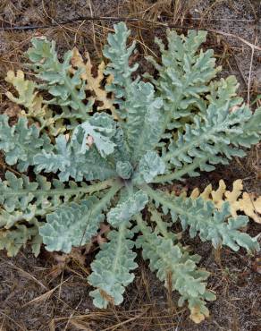 Fotografia 14 da espécie Glaucium flavum no Jardim Botânico UTAD