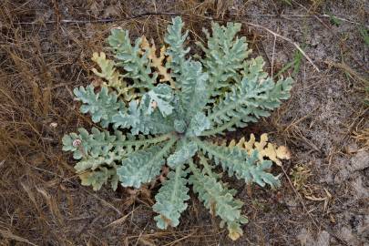 Fotografia da espécie Glaucium flavum