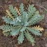 Fotografia 14 da espécie Glaucium flavum do Jardim Botânico UTAD