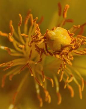 Fotografia 15 da espécie Glaucium flavum no Jardim Botânico UTAD