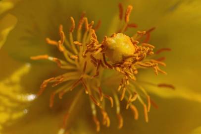 Fotografia da espécie Glaucium flavum