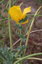 Fotografia da espécie Glaucium flavum