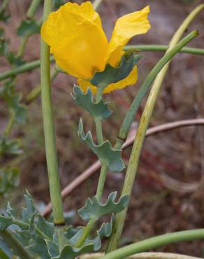 Fotografia 16 da espécie Glaucium flavum no Jardim Botânico UTAD