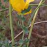 Fotografia 16 da espécie Glaucium flavum do Jardim Botânico UTAD