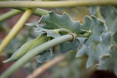 Fotografia da espécie Glaucium flavum