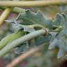 Fotografia 17 da espécie Glaucium flavum do Jardim Botânico UTAD