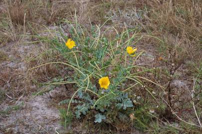 Fotografia da espécie Glaucium flavum