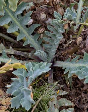 Fotografia 19 da espécie Glaucium flavum no Jardim Botânico UTAD