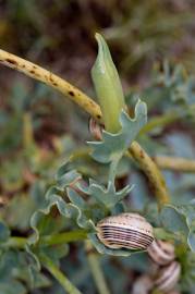 Fotografia da espécie Glaucium flavum