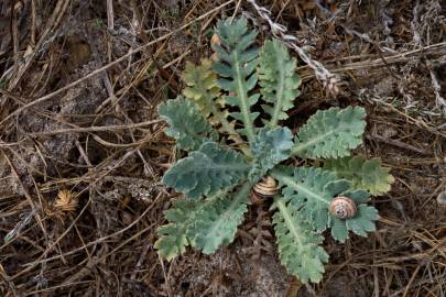 Fotografia da espécie Glaucium flavum