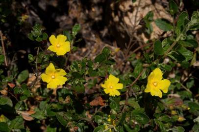 Fotografia da espécie Halimium lasianthum subesp. alyssoides