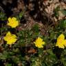 Fotografia 11 da espécie Halimium lasianthum subesp. alyssoides do Jardim Botânico UTAD