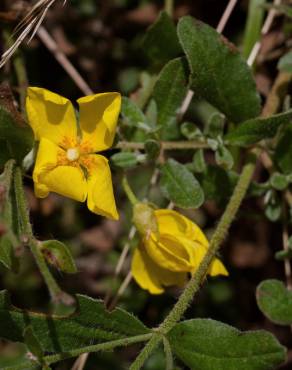 Fotografia 12 da espécie Halimium lasianthum subesp. alyssoides no Jardim Botânico UTAD