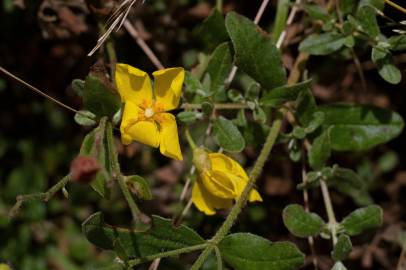 Fotografia da espécie Halimium lasianthum subesp. alyssoides