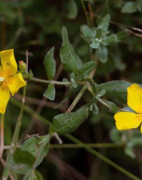 Fotografia 13 da espécie Halimium lasianthum subesp. alyssoides no Jardim Botânico UTAD