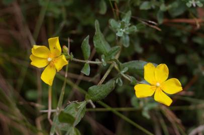 Fotografia da espécie Halimium lasianthum subesp. alyssoides