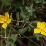 Fotografia 13 da espécie Halimium lasianthum subesp. alyssoides do Jardim Botânico UTAD