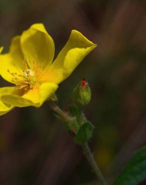 Fotografia 14 da espécie Halimium lasianthum subesp. alyssoides no Jardim Botânico UTAD